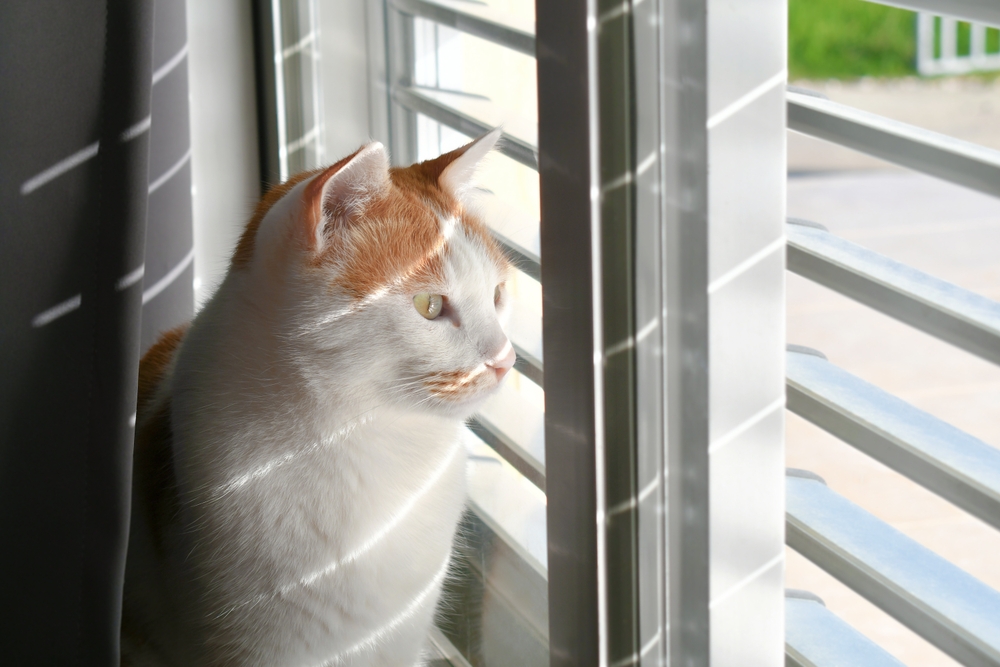 Shutters